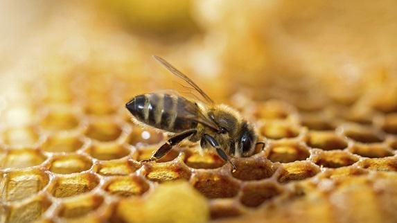 Miel: une «bonne» récolte 2023, estimée à 20 000t par l’Unaf (apiculteurs) 