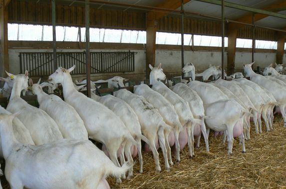 Lait de chèvre: les producteurs alertent sur la «dégradation» de leurs marges 