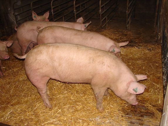 Porc : L’aval de la filière organise la pénurie de demain