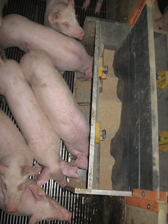 Porc: légère remontée du cours au marché de Plérin, après quatre mois de baisse 