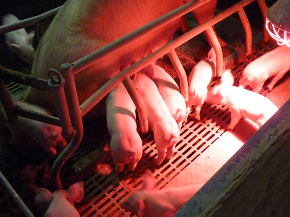 Porc: les éleveurs veulent accéder au plafond de prix de l'électricité pour les TPE 