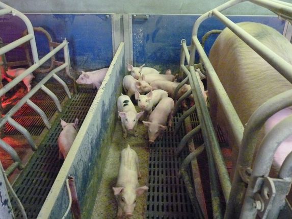 Porcs castrés : l’AOP Porc Grand Ouest acte une «hausse tarifaire» de 7 ct€/kg
