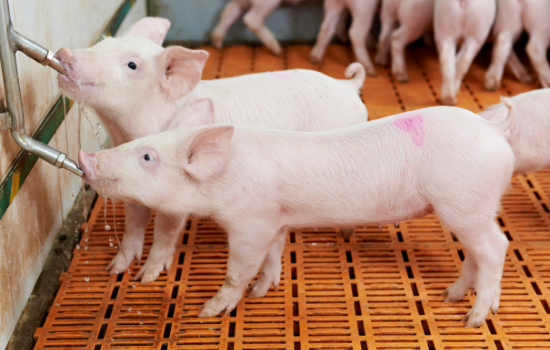 Porc: en Bretagne enquête ouverte sur l'extension d'un élevage, à 12000 porcs 
