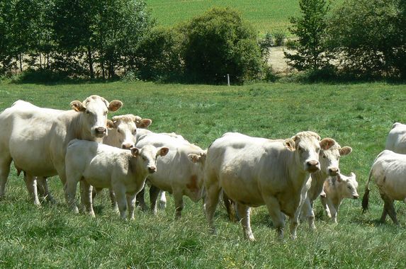 Viande bovine :  l’Idele a publié les nouveaux indicateurs de prix de revient du second trimestre 2022 pour les bovins allaitants