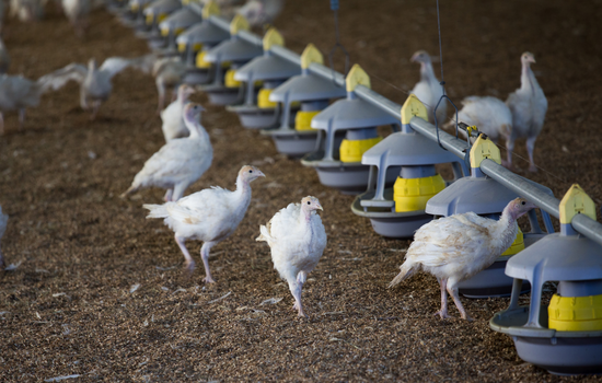 Influenza aviaire: un premier cas en élevage dans les Côtes-d’Armor 