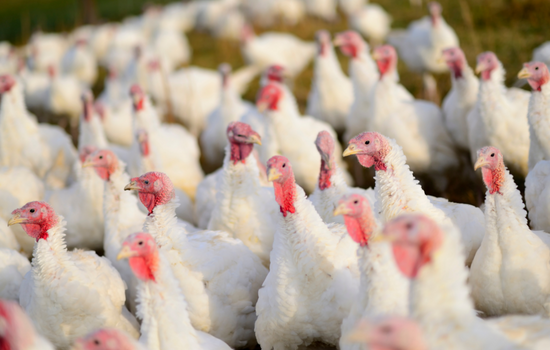 Influenza aviaire: en Vendée, un foyer détecté dans un élevage de dindes