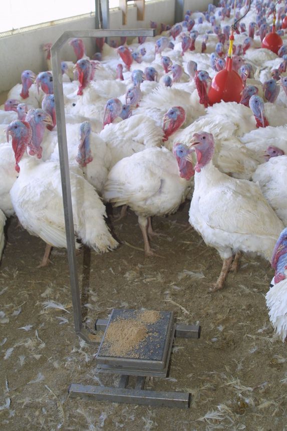 Influenza aviaire : évolution de la situation en Maine et Loire