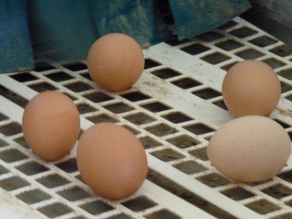 Influenza aviaire : le dispositif d'indemnisation poules pondeuses - œufs est ouvert