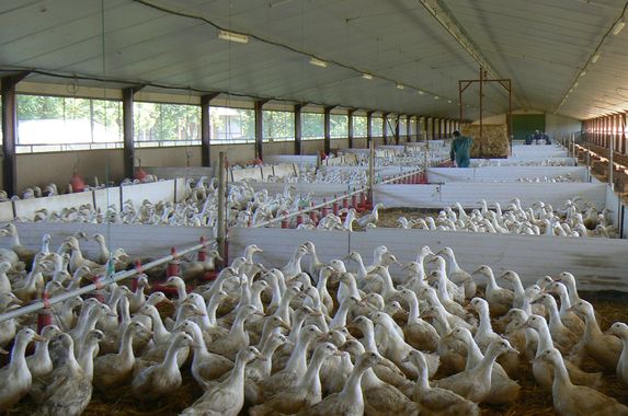 Influenza aviaire: la France en risque «modéré», nouvelles mesures de surveillance 