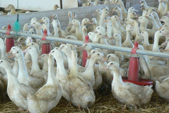 Influenza aviaire : le niveau de risque abaissé à «négligeable» en France 