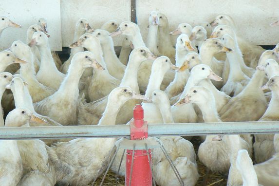 Influenza : près de 10% des canards vaccinés