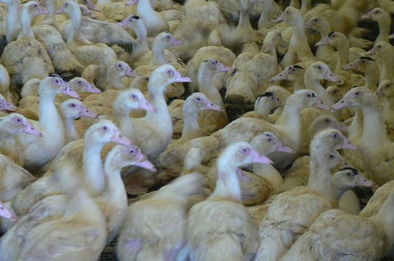 Influenza aviaire: début des discussions sur le financement de la vaccination 