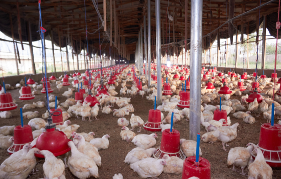 Influenza aviaire : la France relève son niveau de risque à «modéré» 