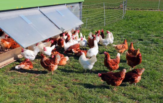 Influenza aviaire: le ministère abaisse le niveau de risque à «modéré» (JO) 