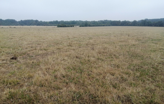 Prairies: au 20 août, une pousse inférieure de près d’un tiers à la normale 