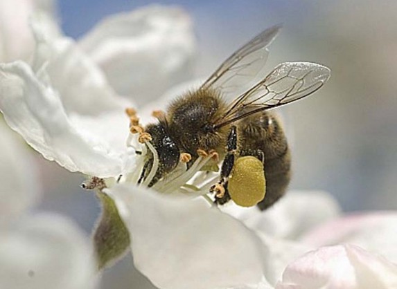 Plan pollinisateurs : liste des cultures non attractives
