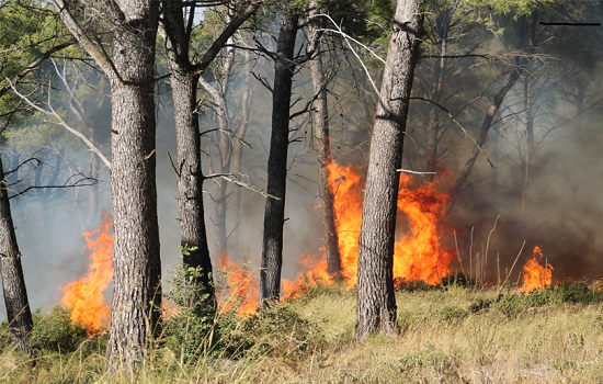 Incendies de forêt : les agriculteurs girondins mobilisés avec les pompiers 