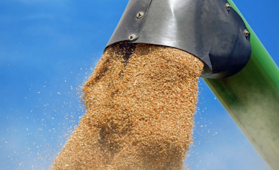 Blé/maïs : les cours en baisse face à une offre abondante et d’importants stocks 