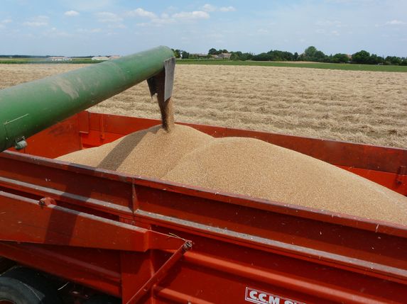 Céréales : blé et maïs ne profitent pas de la flambée des matières premières 