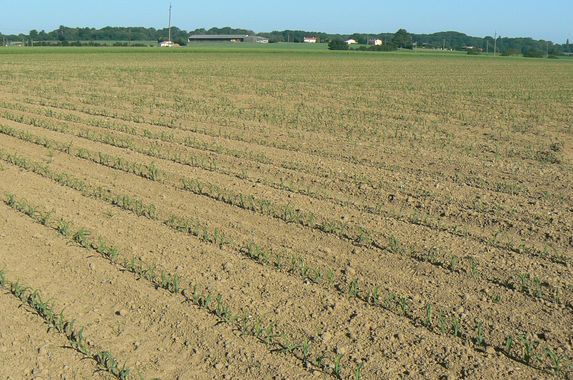 Sècheresse : faute de précipitations, les agriculteurs espagnols renoncent à leurs semis 