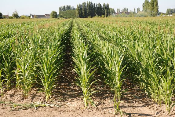 Grandes cultures : sole de maïs grain au plus bas en 2023, tournesol au plus haut 