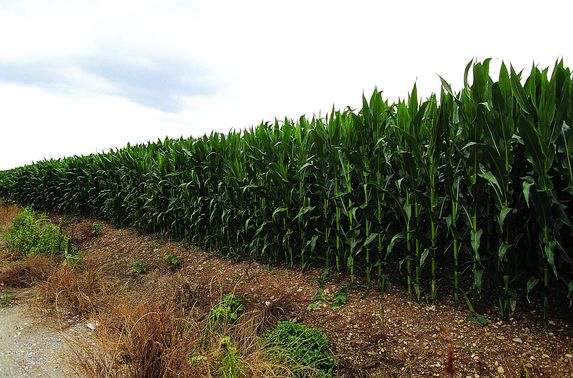 Sécheresse: les surfaces de maïs irrigué reculeraient de 30% en Haute-Garonne en 2023 