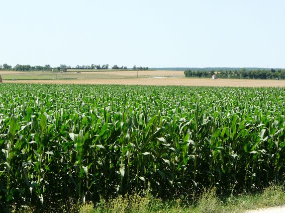 Céréales : la production mondiale de maïs un peu révisée en baisse (USDA) 