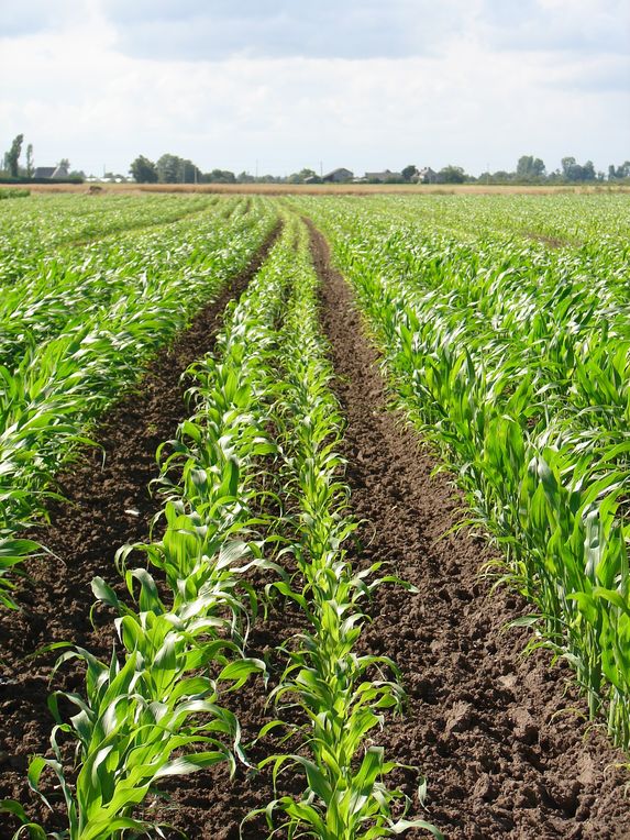 Maïs semence: 32% des multiplicateurs envisagent de diminuer ou d’arrêter la production 