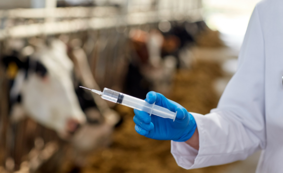 Santé animale: les ventes d’antibiotiques ont reculé de 10,7% en un an 