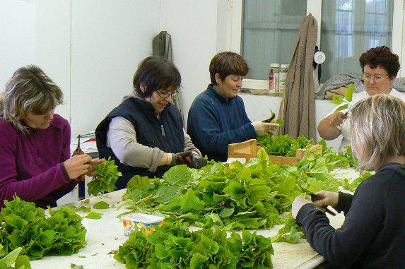 Employeurs agricoles : la FNSEA reconnue unique organisation représentative