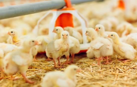 Influenza aviaire : report des dépôts d’aides économiques au 29 septembre