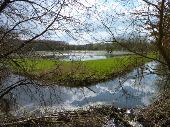 Barrages de castors : 15 ha de prairies et peupleraies sous l'eau Ã  Montjean-s/-Loire
