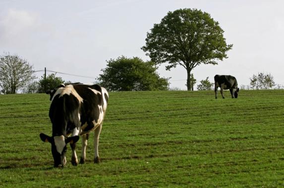 La FNPL lance un manifeste pour « la création d'une politique laitière européenne »