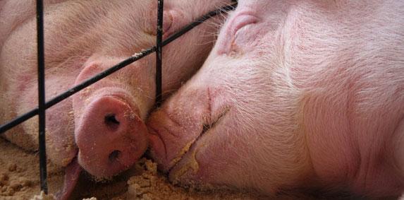 Porcs : hausse de 3% des exportations et baisse des 10% des importations en janvier par rapport Ã  l'an passé (Agreste)