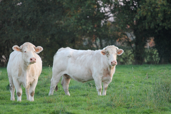 Viande bovine : aide aux Bovins Allaitant