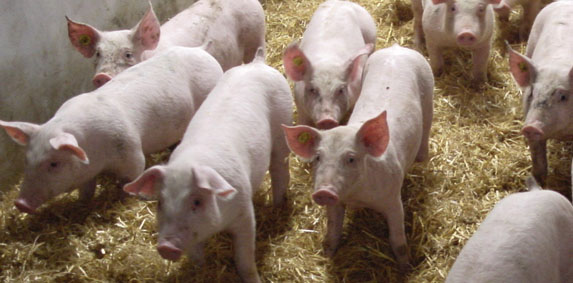 Fonds porcin : un courrier individuel de la FNSEA Ã  tous les industriels
