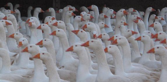 Influenza aviaire : passage en risque élevé sur tout le territoire