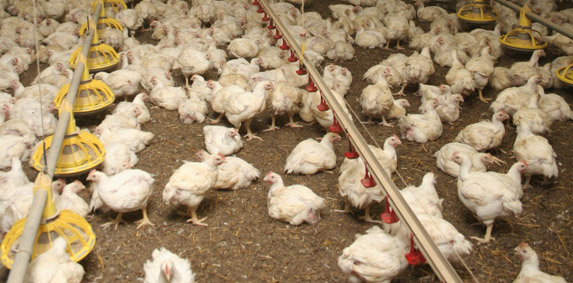 Aviculture : 2 nouveaux cas de grippe aviaire détectés en Dordogne