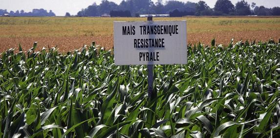 OGM : Bruxelles donne son feu vert Ã  la commercialisation des 17 variétés en attente