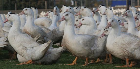 Grippe aviaire: des aides de l'Etat et de l'Europe pour les éleveurs et les abattoirs 