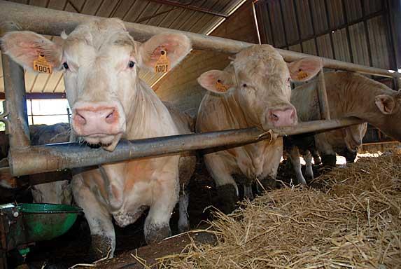 Viande bovine: le ministère de l'Agriculture annonce un accès au marché grec facilité