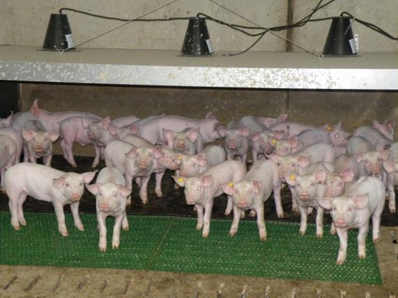La consommation de porc frais continue de baisser
