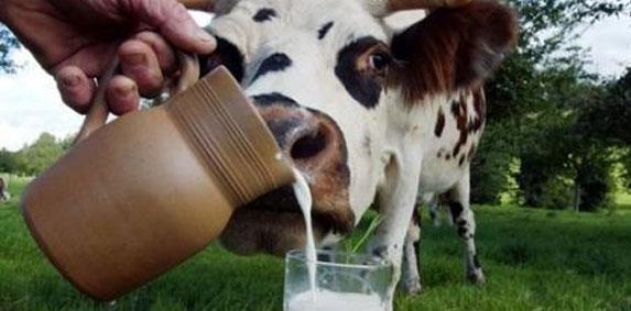 Le prix du lait incite les éleveurs Ã  relancer la production